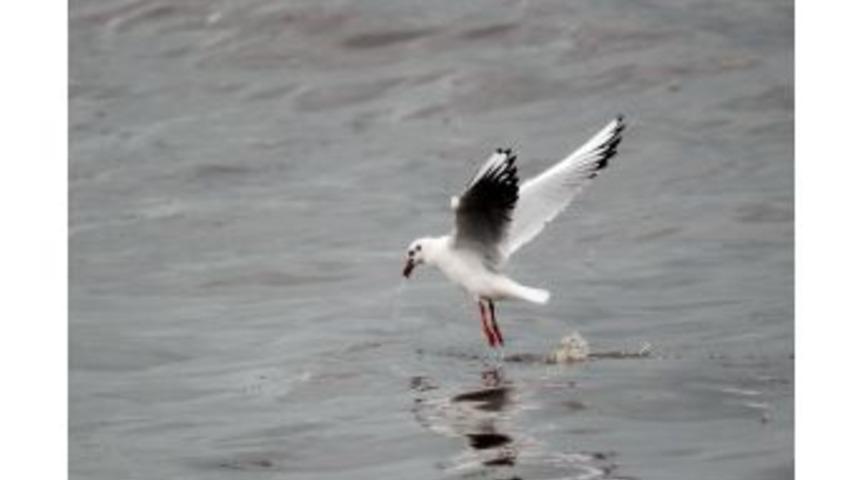 (&ouml;zel Haber) Martıların Yağmurlu Havada Yem M&uuml;cadelesi
