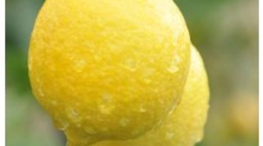 Yağışlar &Uuml;reticiyi Sevindirdi