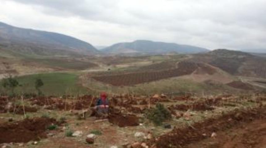 Musabeyli İl&ccedil;esinde Fidan Dikimi Yapıldı