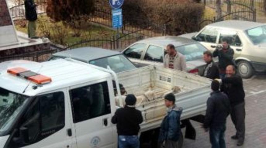 Beyşehir&rsquo;de Sokak K&ouml;pekleri İle M&uuml;cadele