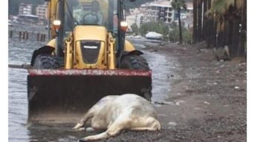 Marmarmaris'te Kıyıya Bu Kez Hayvan &Ouml;l&uuml;s&uuml; Vurdu