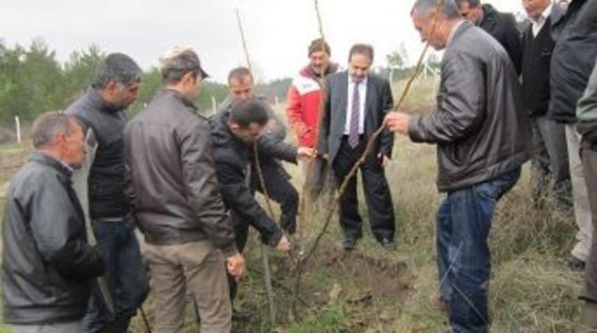 Ayvacık&rsquo;ta Ceviz Yetiştiriciliği Eğitimi