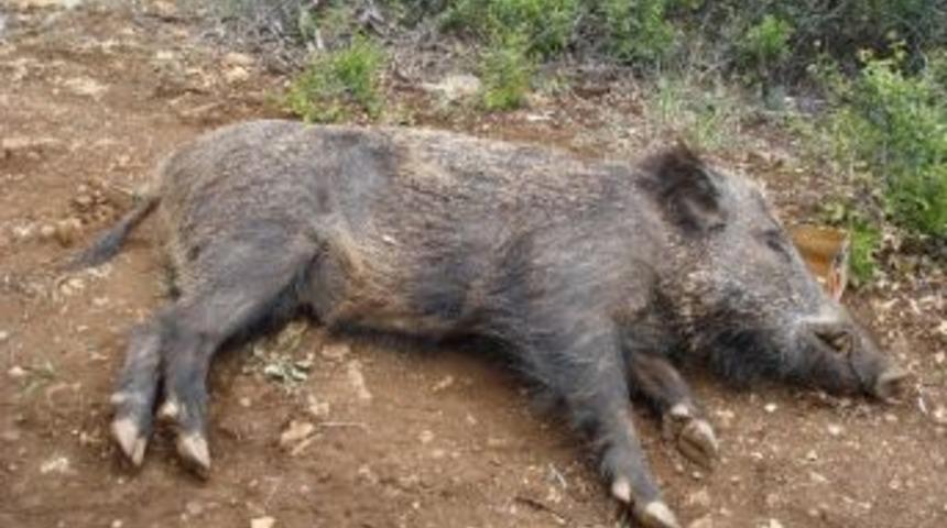 Karaman&rsquo;da S&uuml;rek Avı