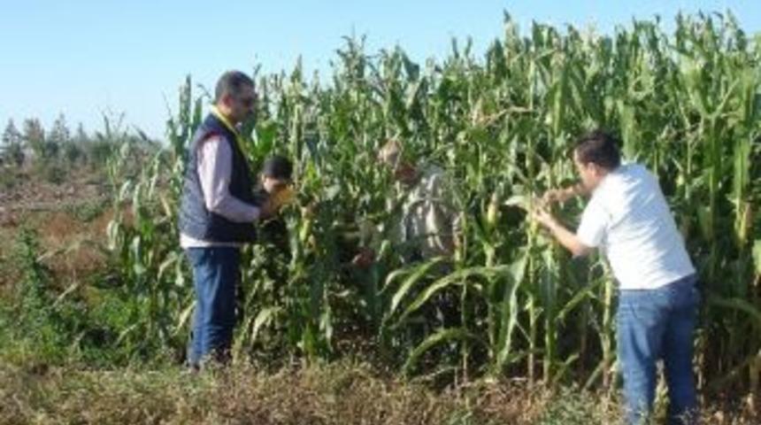 Azerbaycan&rsquo;da Tarım Ve Hayvancılık Alanında Faaliyetler Devam Ediyor