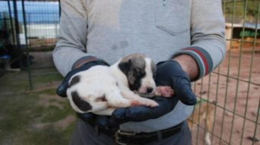 Sokak Hayvanlarının Tedavileri Devam Ediyor