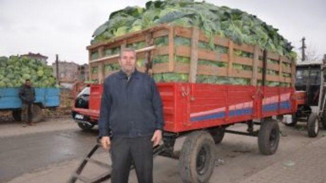 Bafra'da Lahana Fiyatları Düştü