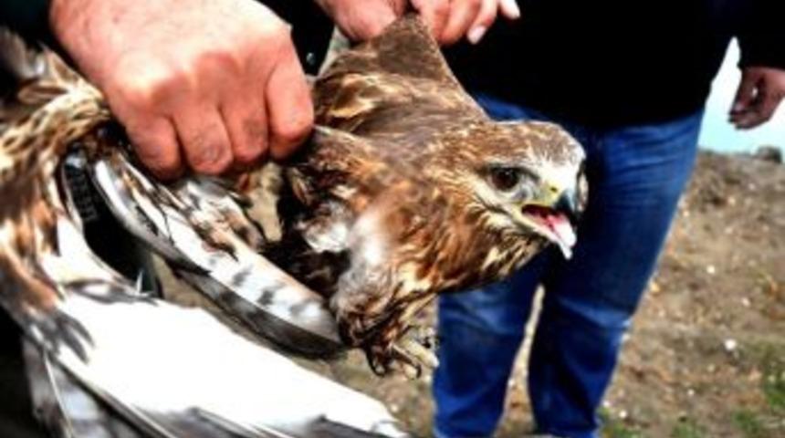 Yaralı Atamaca Tedavi Edildi