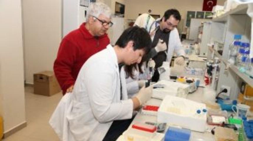 Türkiye’nin Zeytinleri Koruma Altında