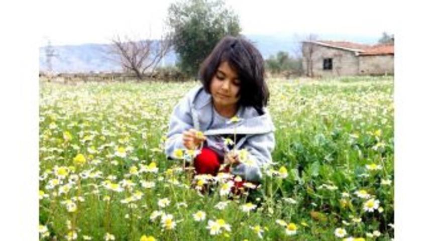 Sarıg&ouml;l&rsquo;de Yalancı Bahar