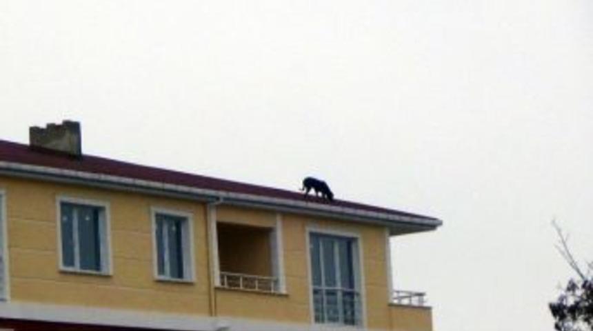 &Ccedil;atıya &Ccedil;ıkan K&ouml;peğin İnadı