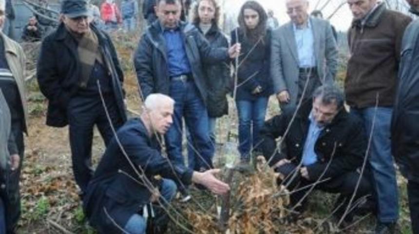 Kestane &Uuml;reticilerine 'kanser' Uyarısı