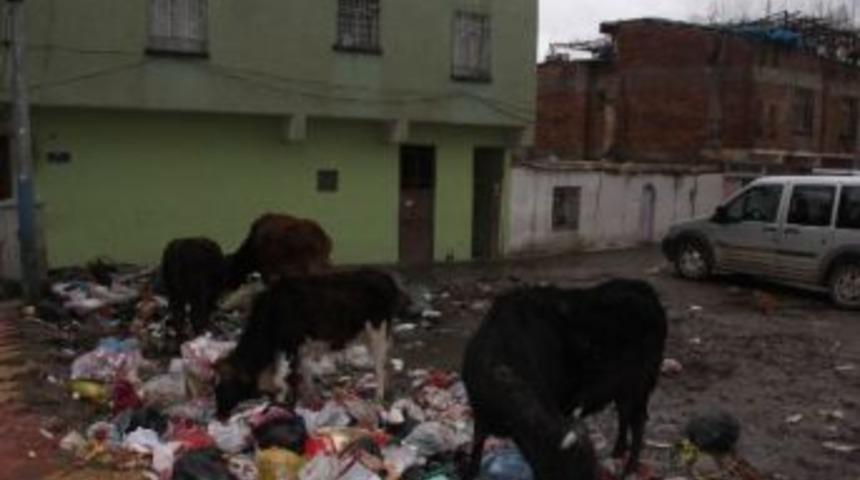 Toplanmayan &Ccedil;&ouml;pler Vatandaşı Rahatsız Ediyor