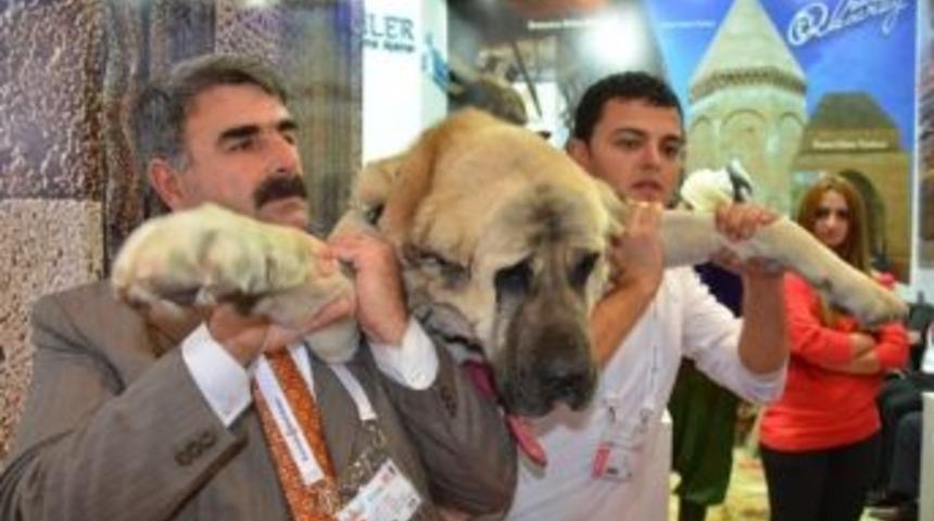 Aksaray Emıtt Turizm Fuarı&rsquo;na Hazır