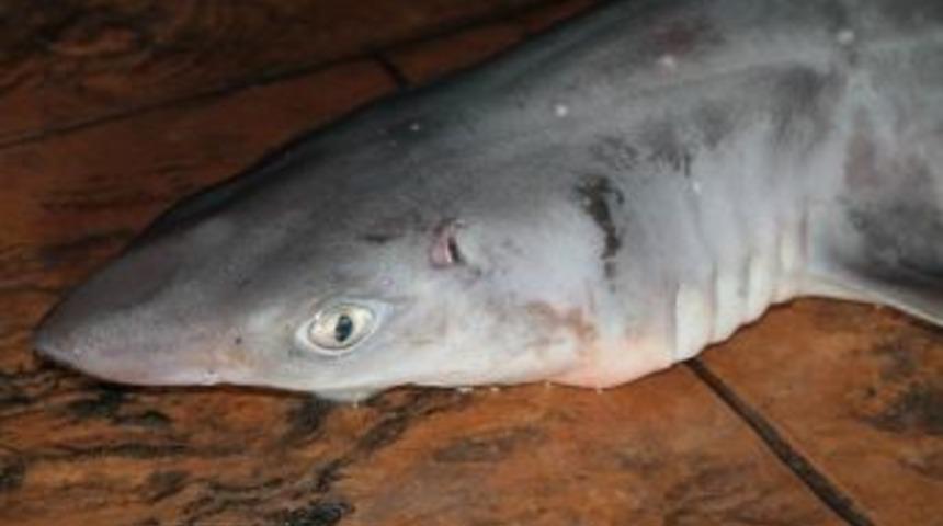 K&ouml;pek Balığını Yaşatabilmek İ&ccedil;in Her Şeyi Yaptı