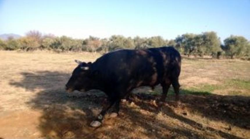 Balıkk&ouml;yl&uuml;ler Boğa G&uuml;reşleri İ&ccedil;in Destek Bekliyor