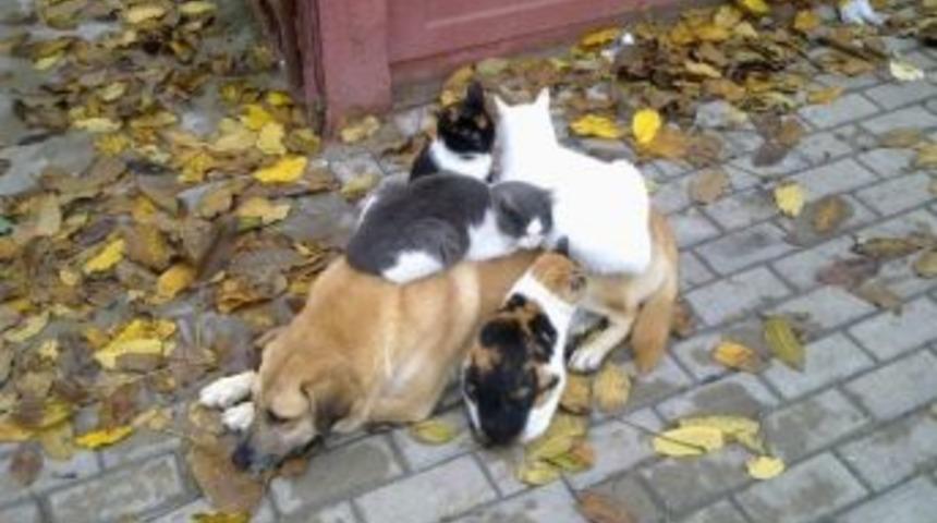 Kediler Ve K&ouml;peğin Dostlukları G&ouml;renleri Şaşırtıyor