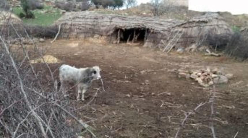 Organik Ahır Yazları Sıcak Kışları Serin Tutuyor