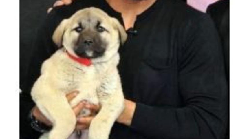 Roberto Carlos&rsquo;a Canlı Yayında Kangal K&ouml;peği Hediye Edildi