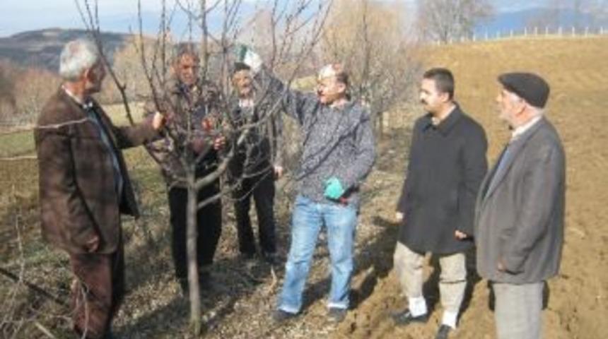 Niksar’da Meyvecilikte Uygulamalı Budama Eğitimi