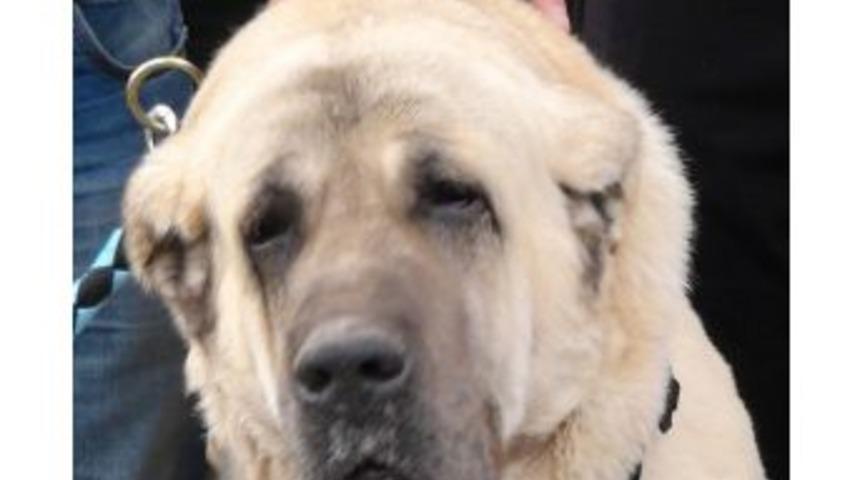 Aksaray&rsquo;ın Malaklıları Emıtt Fuarı İ&ccedil;in İstanbul&rsquo;a Gitti