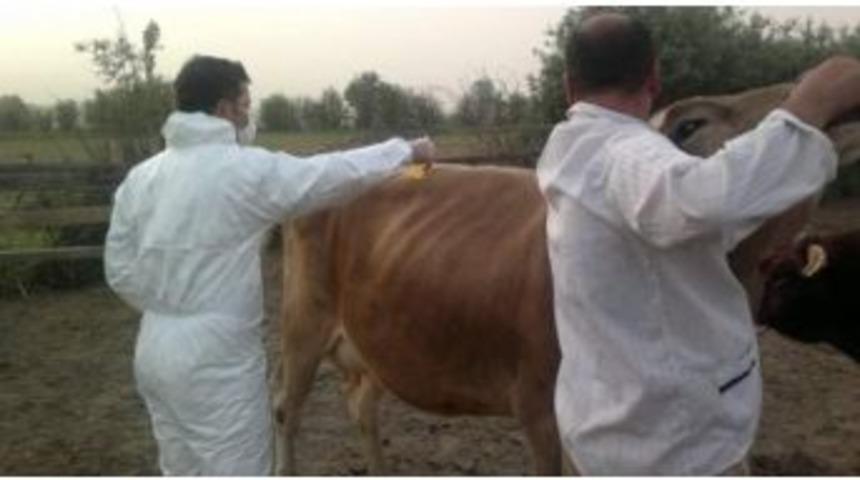 Kastamonu'da, Kkka Hastalığına Karşı Keneyle M&uuml;cadele