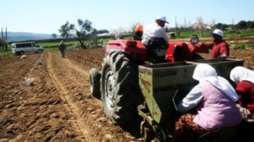 17 Ton Patates Tohumu Dağıtılacak