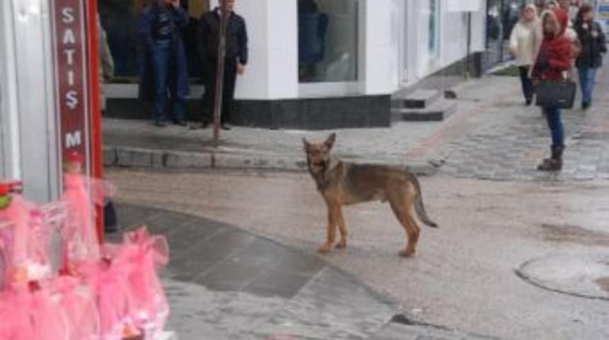 Başıboş Hayvanlar Toplatılacak