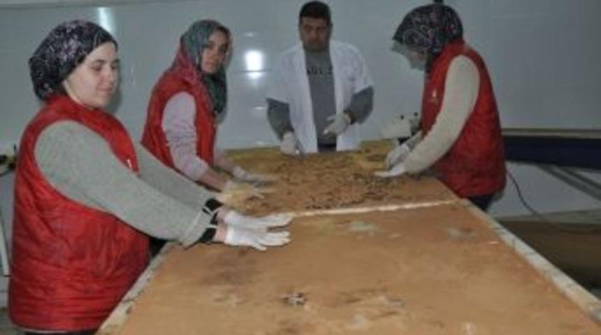 Dr. Mesir'den Mesir'de Glikoz Uyarısı