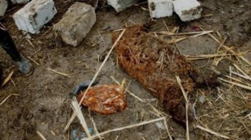 Iğdır&rsquo;da Ahır &Ccedil;&ouml;kt&uuml;, 28 Hayvan Telef Oldu