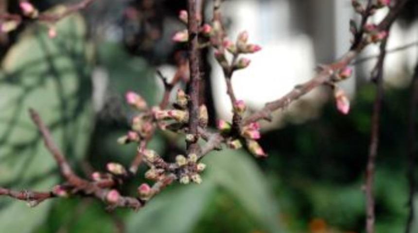 Mevsim Değişiklikleri Ağa&ccedil;ları Da Şaşırttı