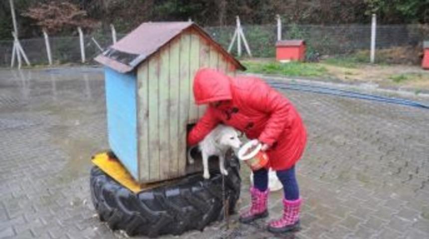 Pet Shoplarda Hayvan Satışına Tepki