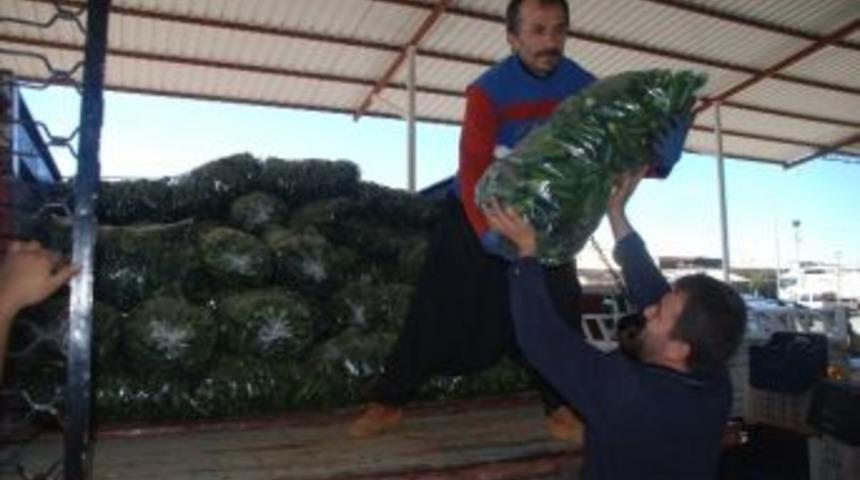 Nakliyecilerin Eylemi Sona Erdi