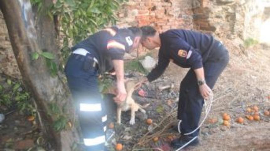 (&ouml;zel Haber) İki Duvar Arasında Sıkışan K&ouml;pek Kurtarıldı