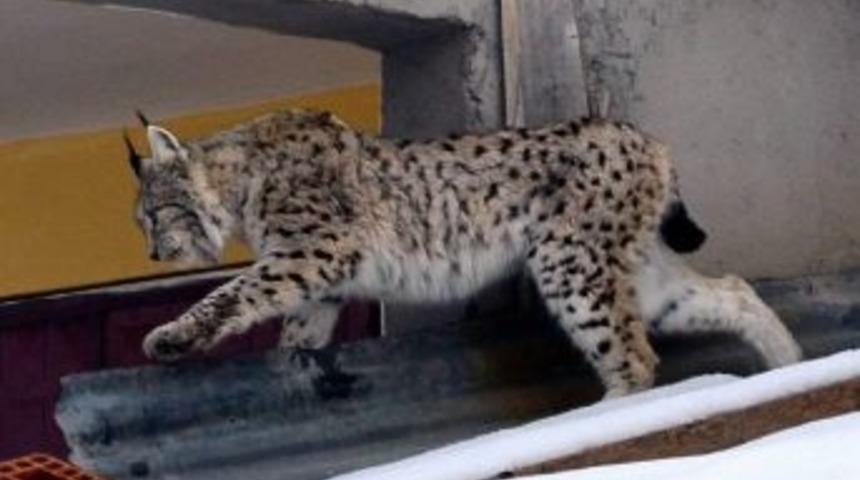 Evin &Ccedil;atısında 'vaşak' Var