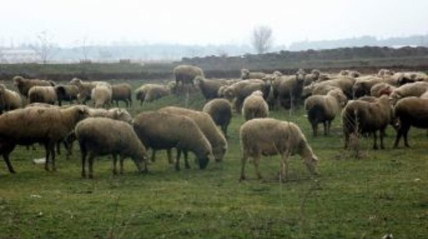 Yenişehir&rsquo;deki Otomobil Test Merkezine &Ccedil;evrecilerden Tepki