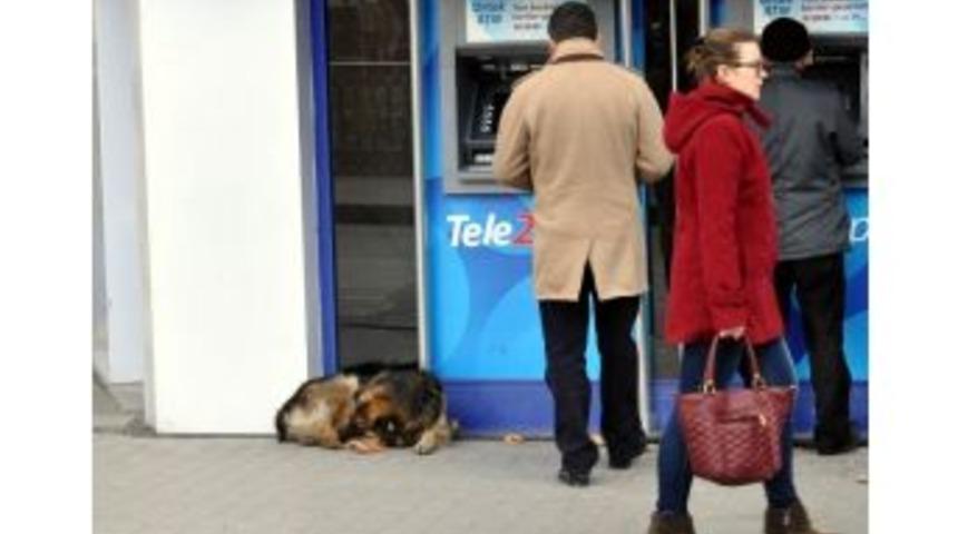 Sokak Hayvanları Rahat Kış Ge&ccedil;iriyor