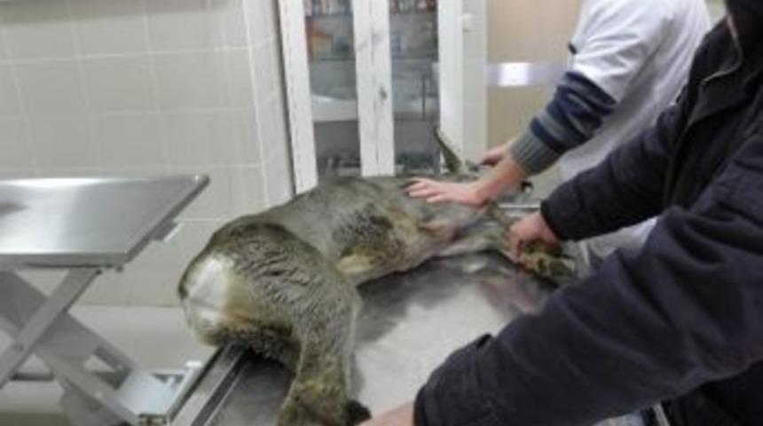 Trabzon&rsquo;da Yasak Avlananlara Para Cezası