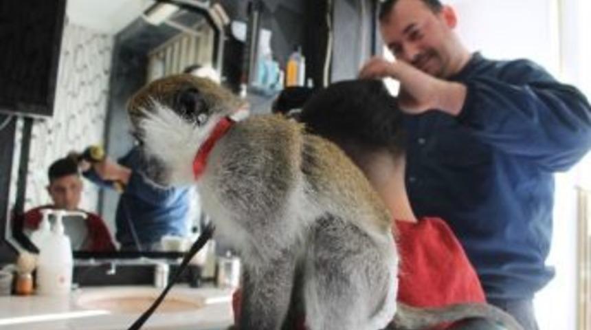 (&ouml;zel Haber) Berber D&uuml;kkanındaki &Ccedil;ırak Maymun İlgi Odağı Oldu