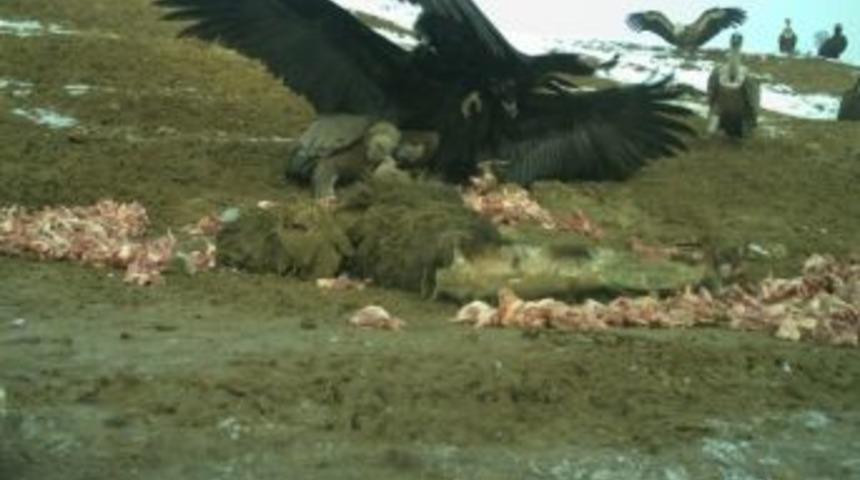 Akbabalar Foto Kapanla G&ouml;r&uuml;nt&uuml;lendi