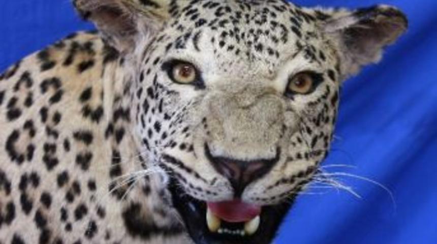 Diyarbakır’da Vurulan Leopar Dünya Sulak Alanlar Günü’nde Ankaralılarla Buluşuyor