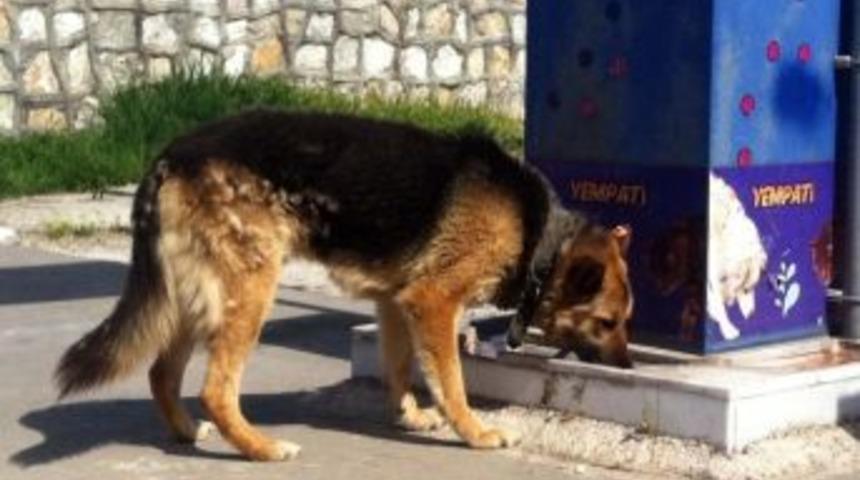 Yem-pati Projesi Kapsamında Sokak Hayvanlarına Ayda 900 Kilo Mama Veriliyor