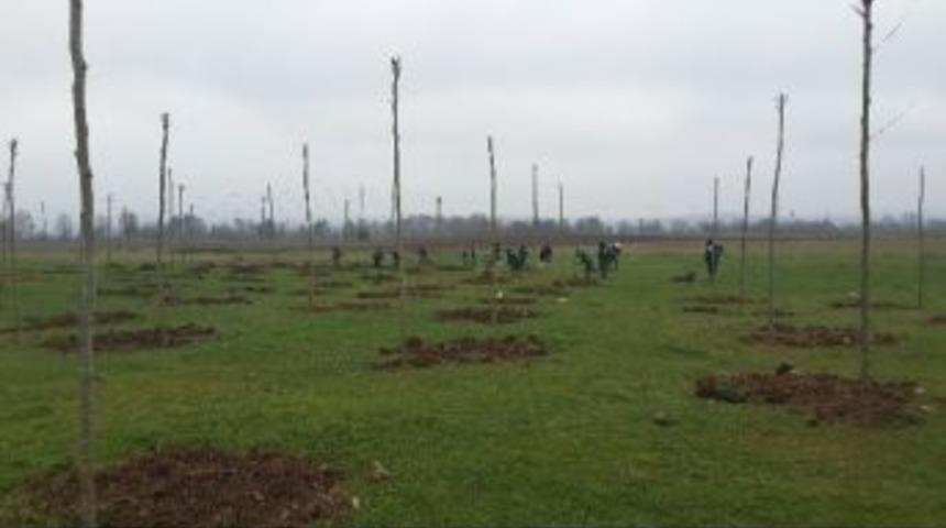 Kartepe'de 250 Adet &Ccedil;ınar Ağacı Dikildi