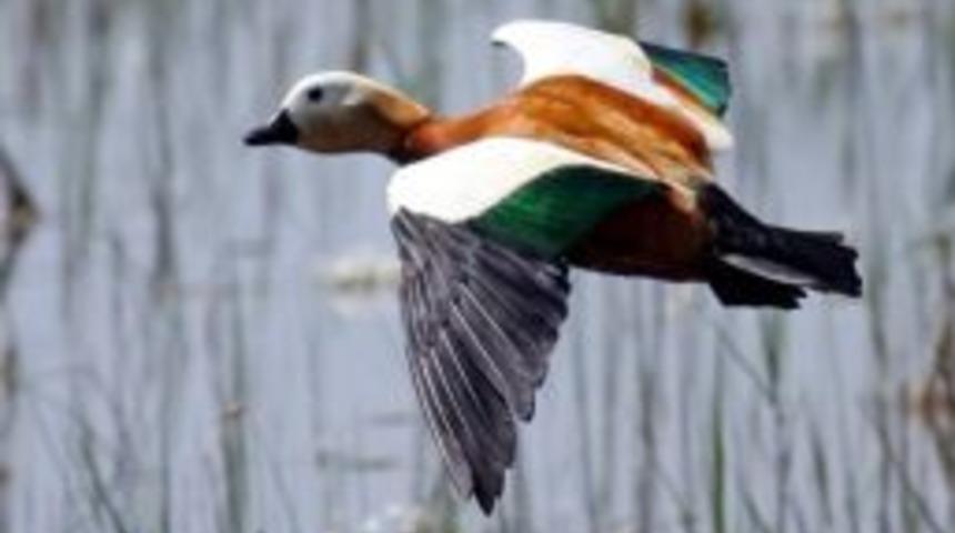 Balıkdamı Sulak Alanında Kuş T&uuml;rleri Sayımı Başladı