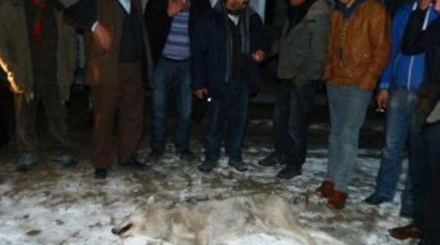 Konteyner Kentte Kurt Paniği