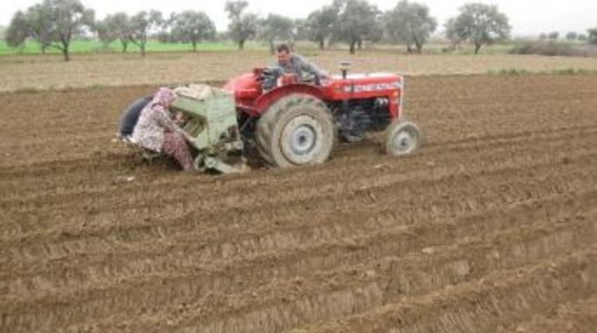 &Ouml;demiş&rsquo;te Patates &Uuml;retiminde Y&uuml;zde Y&uuml;z Artış