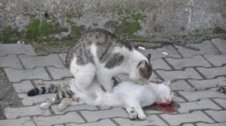 Kediden İnsanlık Dersi