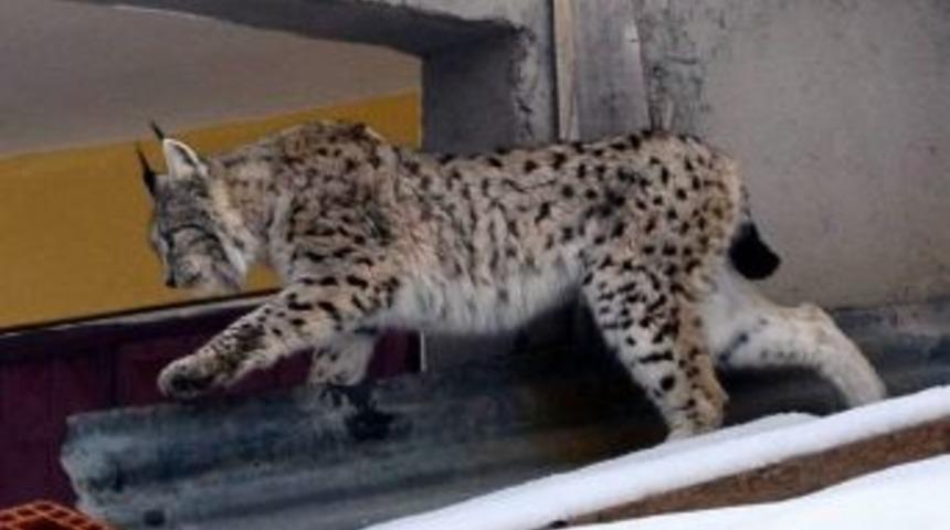 (&ouml;zel Haber) Vaşak İl&ccedil;e Merkezinde Dolaşmaya Devam Ediyor