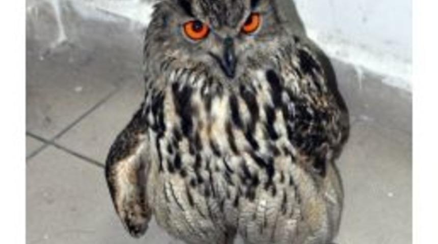 Ağrı&rsquo;da Yaralı Olarak Bulunan Puhu Kuşu Tedavisinin Ardından Kars&rsquo;a G&ouml;nderildi