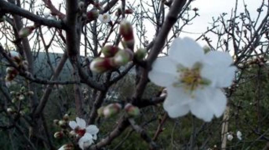 Aydın&rsquo;da Bademlerin Ardından Erikler De &Ccedil;i&ccedil;ek A&ccedil;tı