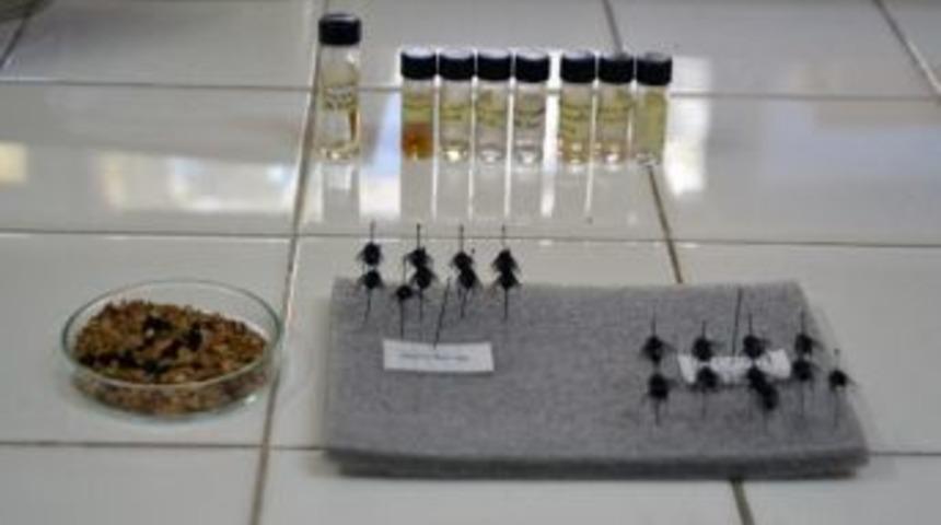 (&ouml;zel Haber) Cinayetin Nerede Ve Ne Zaman İşlendiğini B&ouml;cekler &Ccedil;&ouml;zecek